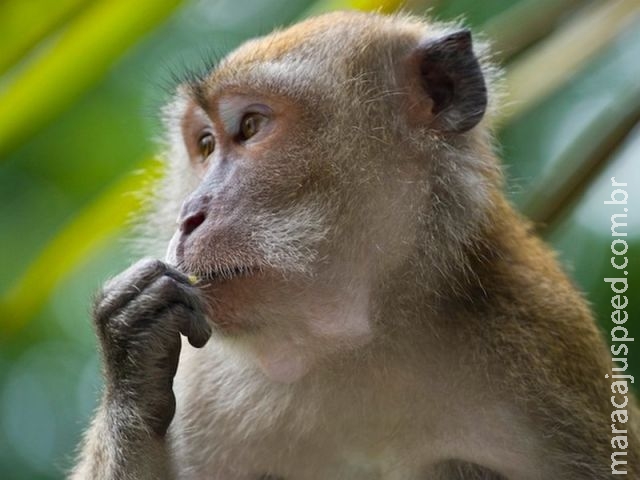 Células-tronco criadas em laboratório regeneram corações de macacos