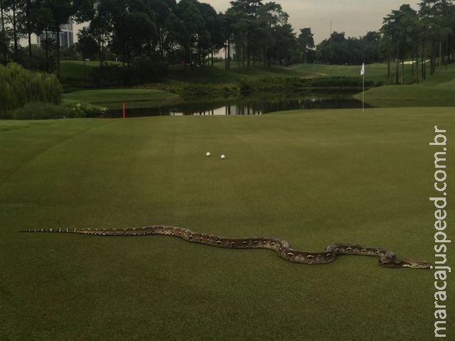  Cobra enorme aparece em campo durante torneio de golfe na Malásia 