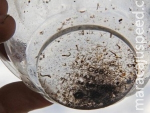 Dez meses após primeiro registro de zika, Capital monitora 431 grávidas Dez meses após primeiro registro de zika, Capital monitora 431 grávidas