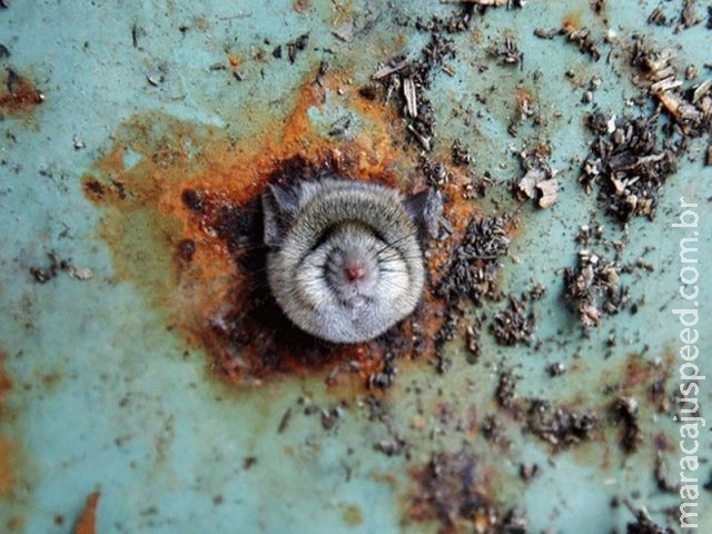 Rato prende a cabeça em lata de lixo em Nova York Rato prende a cabeça em lata de lixo em Nova York