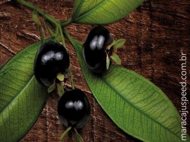 Araticum, jaracatiá, grumixama: conheça alguns dos ingredientes ameaçados de extinção no Brasil Araticum, jaracatiá, grumixama: conheça alguns dos ingredientes ameaçados de extinção no Brasil