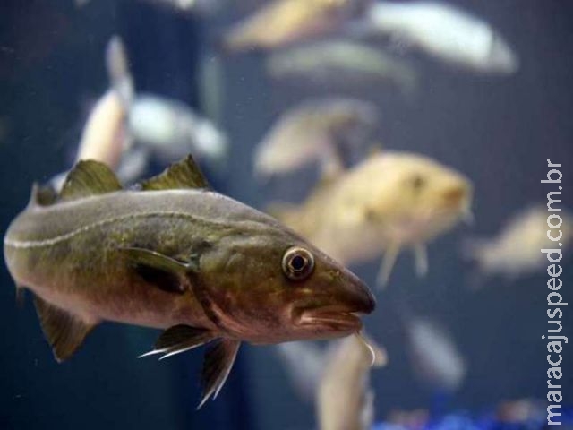 Bacalhau pode ter " sotaques e dialetos regionais ", dizem cientistas Bacalhau pode ter " sotaques e dialetos regionais ", dizem cientistas