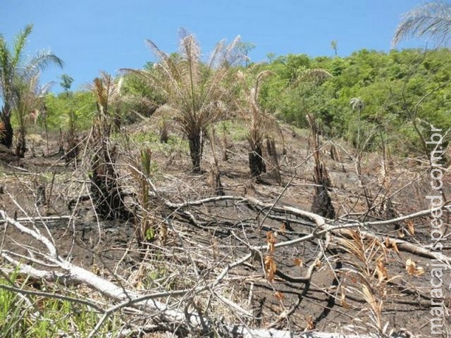 Produtor é multado em R$ 8 mil por desmatamento de cerrado