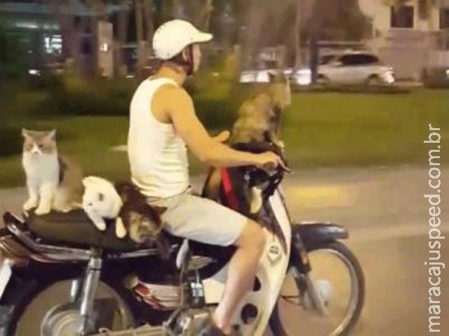 Vietnamita é flagrado dirigindo moto com 4 gatos Vietnamita é flagrado dirigindo moto com 4 gatos