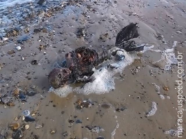  Imagens de " cadáver de sereia " intrigam internautas 