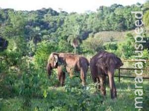 Dupla de elefantas volta à natureza e inaugura primeiro santuário para a espécie da América Latina Dupla de elefantas volta à natureza e inaugura primeiro santuário para a espécie da América Latina