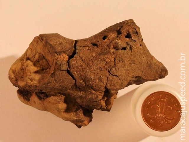 Cientistas identificam tecido cerebral fossilizado de dinossauro pela 1ª vez