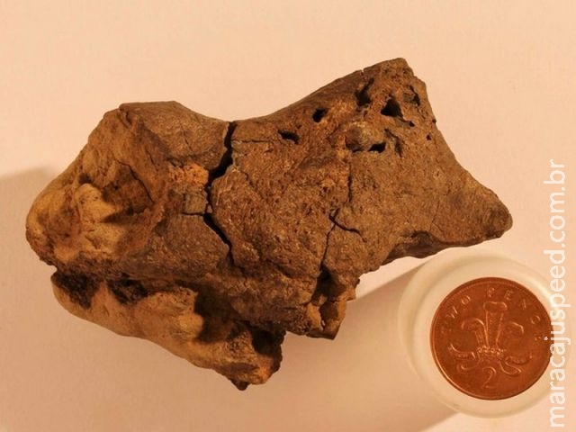 Cientistas identificam tecido cerebral fossilizado de dinossauro pela 1ª vez Cientistas identificam tecido cerebral fossilizado de dinossauro pela 1ª vez