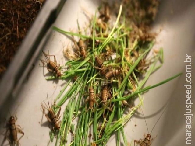 Grilos, larvas e escorpiões serão a comida do futuro? Grilos, larvas e escorpiões serão a comida do futuro?