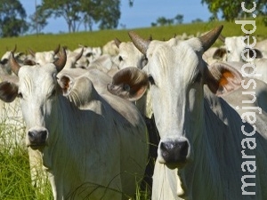 Agronegócio se destaca e geração de emprego em MS é a 2ª maior do país Agronegócio se destaca e geração de emprego em MS é a 2ª maior do país