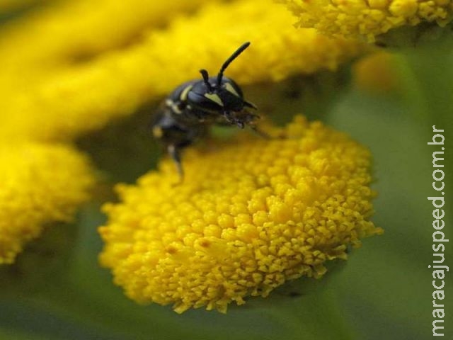 Abelhas entram na lista de espécies em risco de extinção pela primeira vez nos EUA Abelhas entram na lista de espécies em risco de extinção pela primeira vez nos EUA