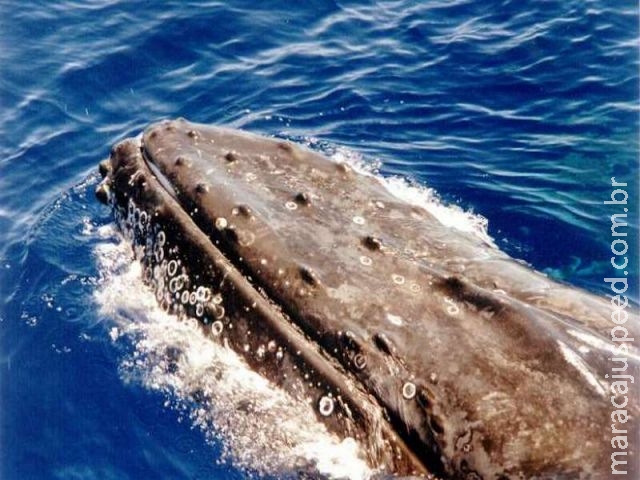  Brasil vai defender criação de santuário de baleias no Atlântico Sul