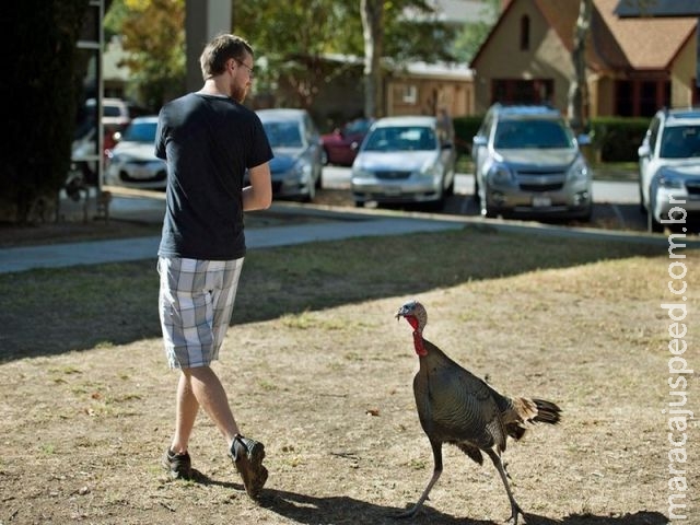 Perus agressivos atacam pedestres em cidade nos EUA Perus agressivos atacam pedestres em cidade nos EUA