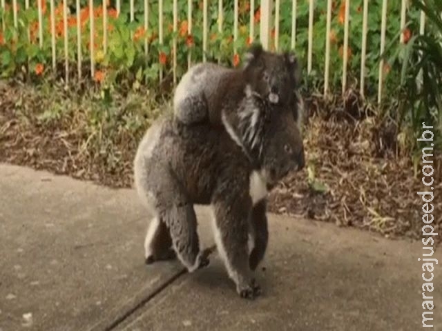  Mamãe coala leva filhote para passear em cidade da Austrália 