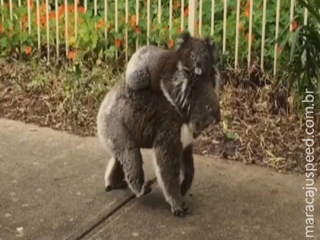 Mamãe coala leva filhote para passear em cidade da Austrália Mamãe coala leva filhote para passear em cidade da Austrália