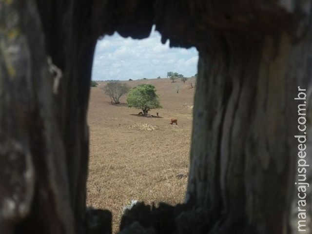 Defesa Civil teme colapso de água em Sergipe por causa da seca Defesa Civil teme colapso de água em Sergipe por causa da seca