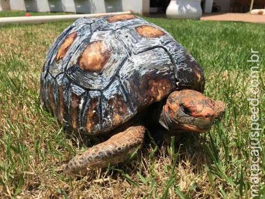 Com impressora 3D, brasileiros salvam animais feridos Com impressora 3D, brasileiros salvam animais feridos