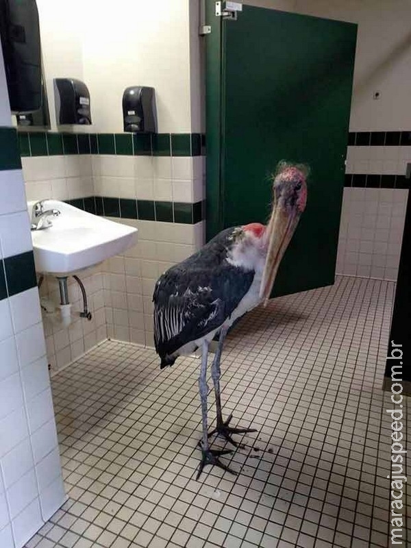 Cegonha é abrigada em banheiro de zoo na Flórida à espera de furacão