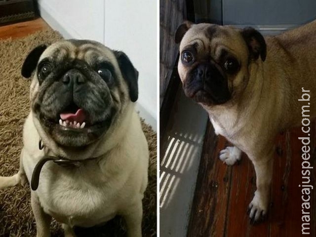 Dono recebe "cachorro errado " em casa após postar foto de pug sumida Dono recebe "cachorro errado " em casa após postar foto de pug sumida