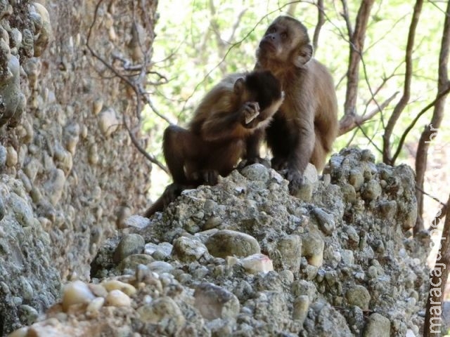 Macaco brasileiro é capaz de produzir pedra afiada parecida com ferramenta pré-histórica Macaco brasileiro é capaz de produzir pedra afiada parecida com ferramenta pré-histórica