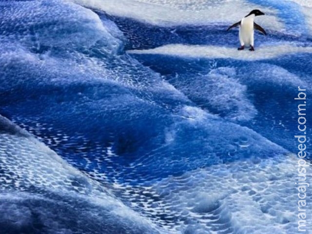 Conferência estuda criação de novos santuários marinhos na Antártica Conferência estuda criação de novos santuários marinhos na Antártica