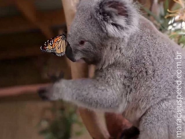 Borboleta invade gravação e faz " amizade improvável " com coala
