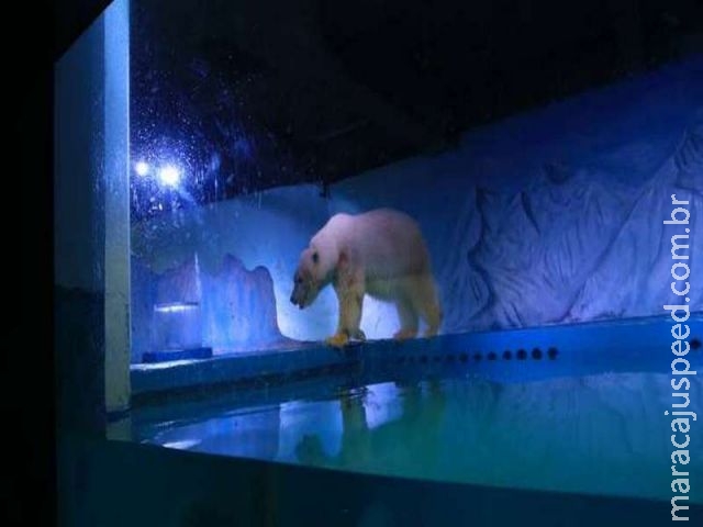  Um milhão de assinaturas para libertar o “ mais triste urso polar ”