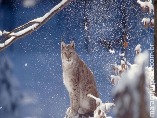 População de animais selvagens caiu 58% desde 1970, diz estudo População de animais selvagens caiu 58% desde 1970, diz estudo