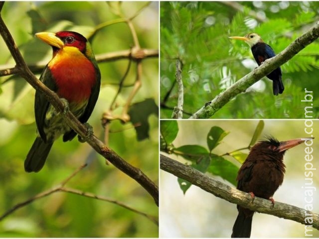 Acre movimenta R$ 50 mil em menos de 3 meses com observação de aves Acre movimenta R$ 50 mil em menos de 3 meses com observação de aves