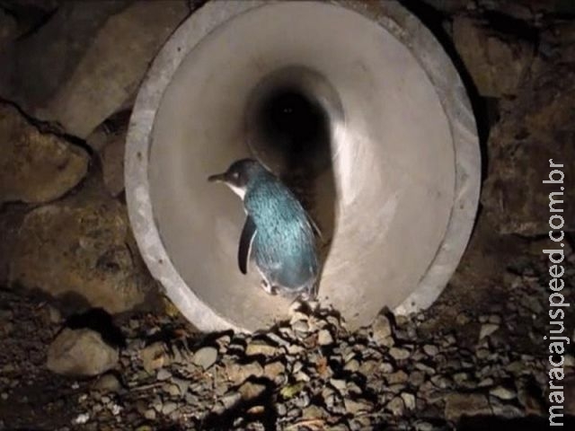  Pinguins ganham túnel sob estrada movimentada na Nova Zelândia