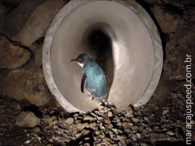 Pinguins ganham túnel sob estrada movimentada na Nova Zelândia Pinguins ganham túnel sob estrada movimentada na Nova Zelândia