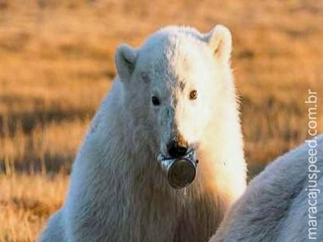 A imagem de urso polar com lata presa na boca que serve de alerta para o lixo jogado no mundo A imagem de urso polar com lata presa na boca que serve de alerta para o lixo jogado no mundo