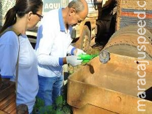 MS tem 10 cidades com alerta para surto de dengue MS tem 10 cidades com alerta para surto de dengue