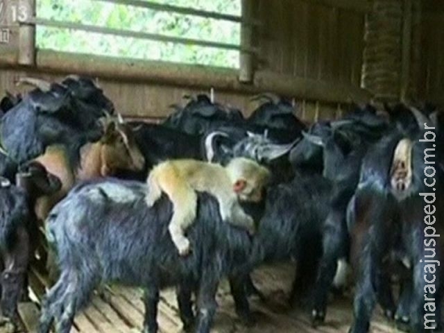 Filhote de macaco é adotado por rebanho de cabras na China