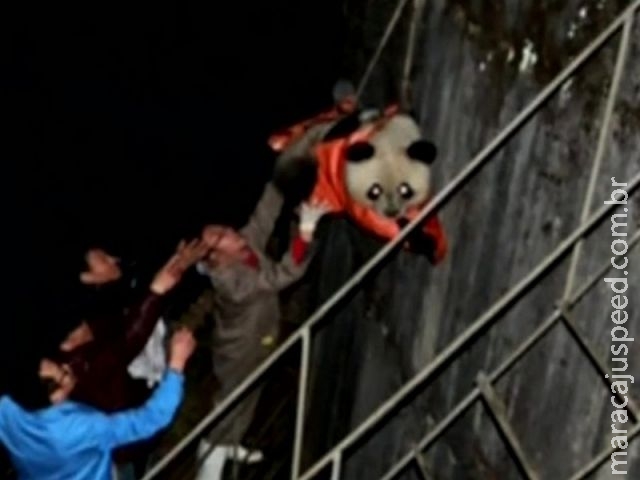 Panda é resgatado após cair em hidrelétrica na China Panda é resgatado após cair em hidrelétrica na China