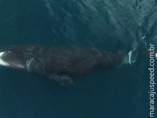 Cientistas usam drones para capturar imagens raras de baleias-da-groenlândia Cientistas usam drones para capturar imagens raras de baleias-da-groenlândia