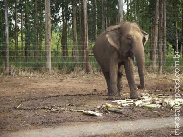 Tráfico de animais selvagens é o quarto negócio ilegal mais lucrativo do mundo Tráfico de animais selvagens é o quarto negócio ilegal mais lucrativo do mundo