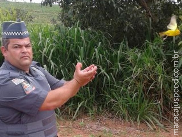 Homem é autuado por manter canários-da-terra em cativeiro Homem é autuado por manter canários-da-terra em cativeiro