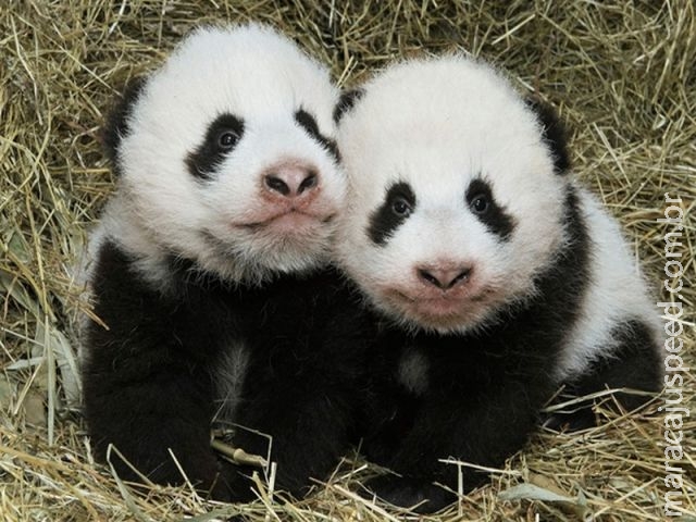  Filhotes de panda ganham nomes no zoológico de Viena 
