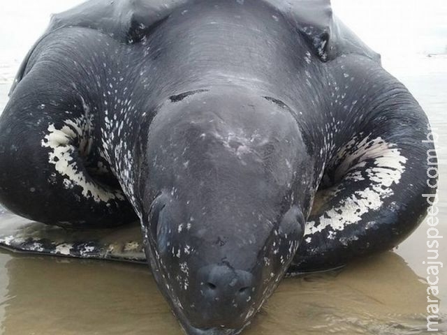 Tartaruga gigante que vive mais de 300 anos é achada morta em SP