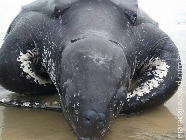 Tartaruga gigante que vive mais de 300 anos é achada morta em SP Tartaruga gigante que vive mais de 300 anos é achada morta em SP
