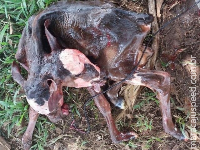 Bezerro nasce com duas cabeças e assusta produtor em Ouro Preto, RO Bezerro nasce com duas cabeças e assusta produtor em Ouro Preto, RO
