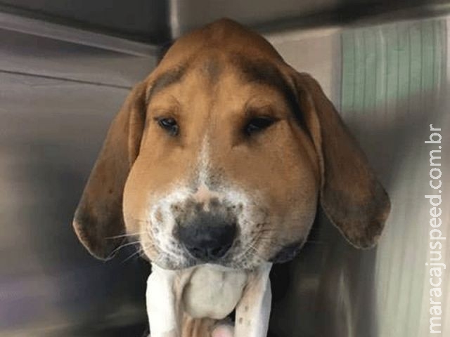Foto de cachorro com cara inchada após mordida de cobra viraliza na web Foto de cachorro com cara inchada após mordida de cobra viraliza na web