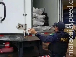 Condutor abandona caminhão com 10 toneladas de maconha na BR-163 Condutor abandona caminhão com 10 toneladas de maconha na BR-163
