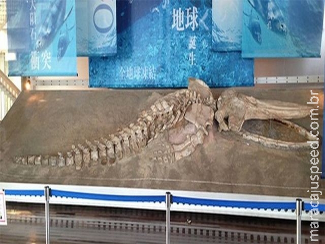  Fóssil peruano exposto no Japão é identificado como nova espécie de baleia