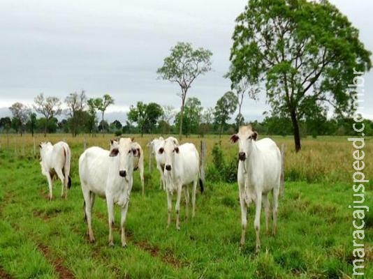 Novo módulo instalado no sistema da Iagro permite adequação do rebanho pela internet
