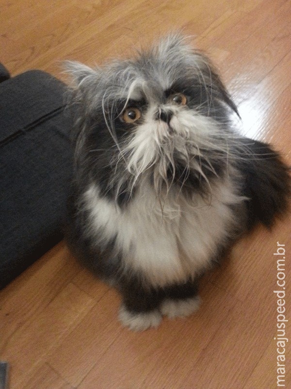 Cão ou gato? Foto em rede social gera polêmica online Cão ou gato? Foto em rede social gera polêmica online