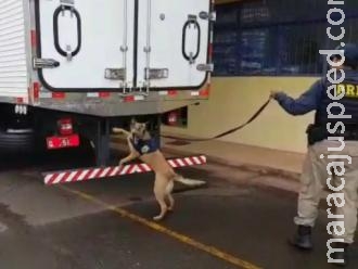 Cão farejador da polícia localiza 10 toneladas de maconha