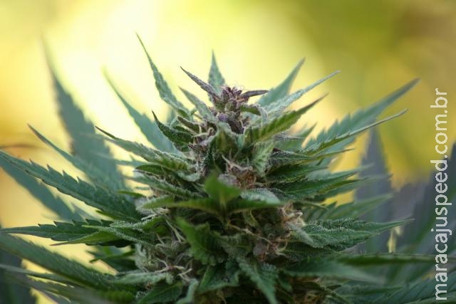 Anvisa aprova regras para registro de remédio à base de maconha Anvisa aprova regras para registro de remédio à base de maconha
