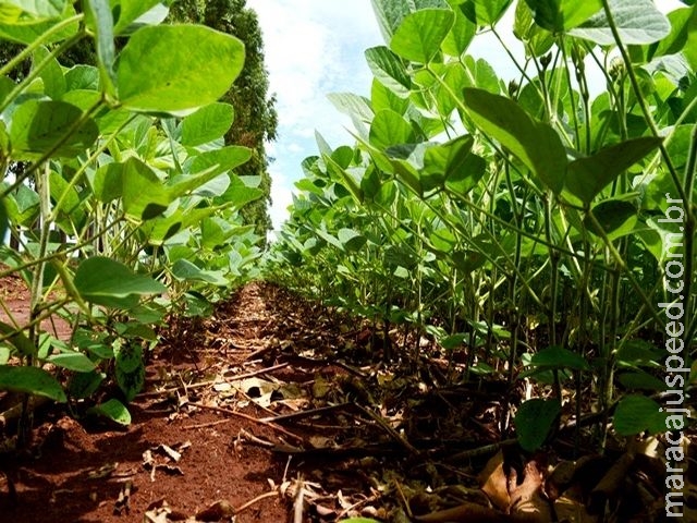 Plantio da soja chega a 68% das lavouras do estado, segundo Aprosoja/MS